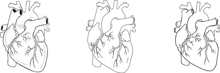 Anatomical heart illustration on a black background