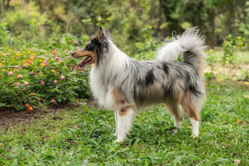 A beautiful Shetland sheepdog standing, side view, alone in a park in Spring