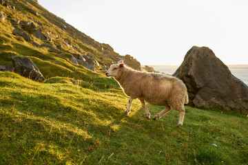 Two sheep on grassy cliff overlooking sea at sunset, Lofoten Islands, Norway