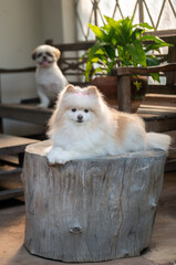 A spitz dog lying on a trunk and another dog behind him on the balcony, looking at the camera