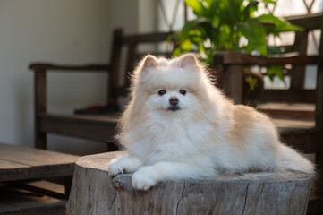 A spitz dog lying calmly alone on a trunk at the balcony and looking to the camera