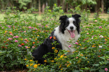 Beautiful border collie dog ​​in the flower garden, among the green plants