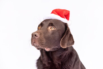 Chocolate Labrador Retriever wearing a red Santa hat, looking calm and serious against a white studio background