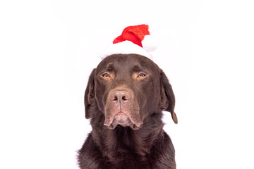 A chocolate Labrador Retriever dog wearing a red and white Santa hat sits against a white studio background, looking calm and composed. Festive Christmas portrait with clean, minimal composition 