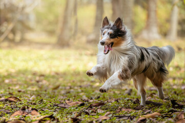 A Shetland sheepdog running alone in a park in autumn
