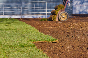 Green sod being laid on prepared soil, rolled turf on dolly in background in spring sunny park setting