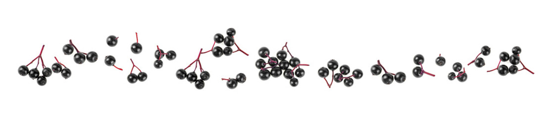 Fresh berries of forest  Sambucus isolated on a white background, top view. Healing berries.