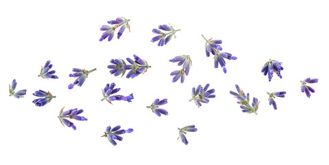 Beautiful aromatic lavender flowers isolated on a white background, top view. Flat lay.