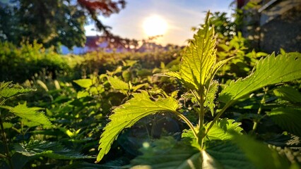 nettle chills in between 