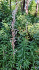 Strong plant stays above the others, bloom