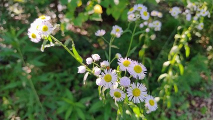 Daisy flower in the summer peaceful forest
