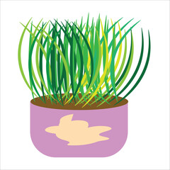 green grass in pot