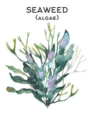 Seaweed watercolor illustration with isolated background