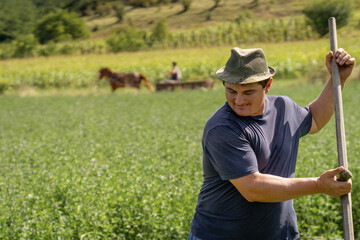 Grinning farmer working in green field with traditional tools, cultivating crops on rural farmland
