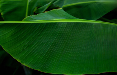 Close-Up of Large Green Tropical Banana Leaves. Lush banana leaves captured in daylight, showcasing texture, pattern, and natural of tropical plants.