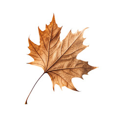 Obraz premium Autumn Season Fallen Leaf Symbol of Nature and Change