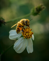 Macro photograph of a wild bee pollinating a blooming flower in natural light.