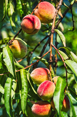yellow-red plums ripening on a hanging tree branch