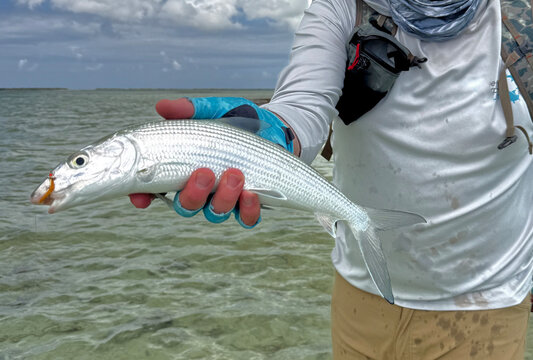 Fly fisherman holding a freshly caught bonefish while standing on the crystal-clear tropical flats of Kiritimati (Christmas Island), Kiribati. This remote Pacific atoll is internationally recognized a