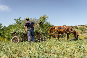 Obraz premium Farmer harvesting hay with horse and cart, practicing sustainable traditional agriculture methods