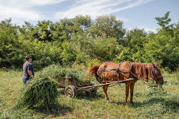 Obraz premium Farmer harvesting hay with horse and cart, maintaining traditional agriculture and rural lifestyle