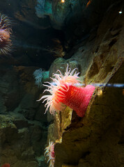 Phylum Porifera is Vibrant Pink Sea Anemone Adorning Rugged Rocks In A Sparkling Underwater Aquarium Scene