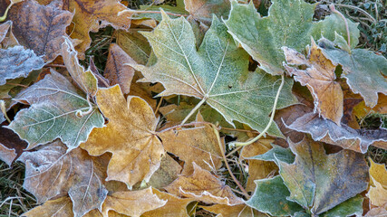 Frozen maple leaves on the ground. Colorful autumn background