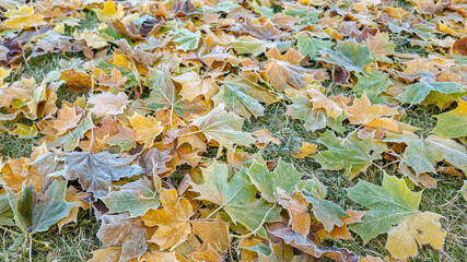 Frozen maple leaves on the ground. Colorful autumn background