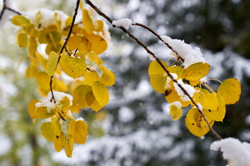 Autumn Aspen Leaves in Fresh Snow. Fresh snow falls on an Aspen tree with autumn leaves. 
