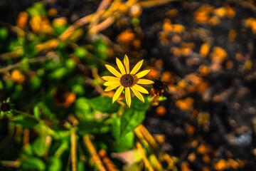 Black-eyed Susan in the garden