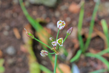 Close-up of a small white flower umbel (Wild Garlic Nothoscordum) with pink stripes and a yellow center. The flower is on a slender stem, surrounded by tubular green leaves.