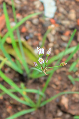 Vertical close-up of Wild Garlic (Nothoscordum) flowers and buds with purple pink stripes. The small inflorescence is surrounded by tubular green leaves .