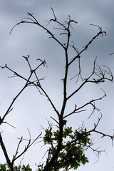 A composition of dark, leafless tree branches forming a silhouette. The background is a clear, gray sky. A small cluster of bright green leaves appears.