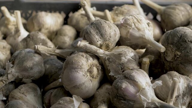 Roughly textured garlic bulbs, recently pulled from ground. Stalks and roots show connection to field, promising intense, sharp flavor. Vegetables nutritional and beneficial properties