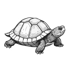 Turtle, uncolored, no background vector