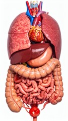 Human Anatomy Internal Organs, Heart, Lungs, Liver, Intestines, isolated on white background