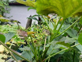Jatropha curcas medicinal harb plant in nature. Physic nut green newborn leaves in Bangladesh
