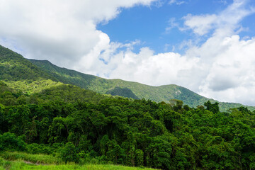 Ancient Rainforest Landscape in Kuranda Queensland Australia &ndash; Prehistoric Tropical Wilderness and Natural Wonder