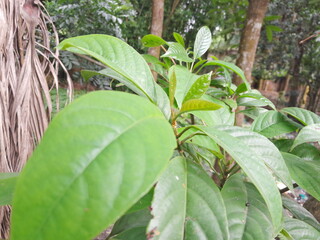 Baccaurea motleyana plant leaves in botanical garden. Rambai fruit green leaves. 