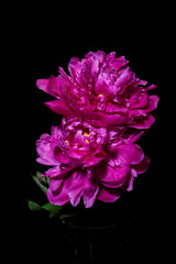 Floral Opus - Peonies