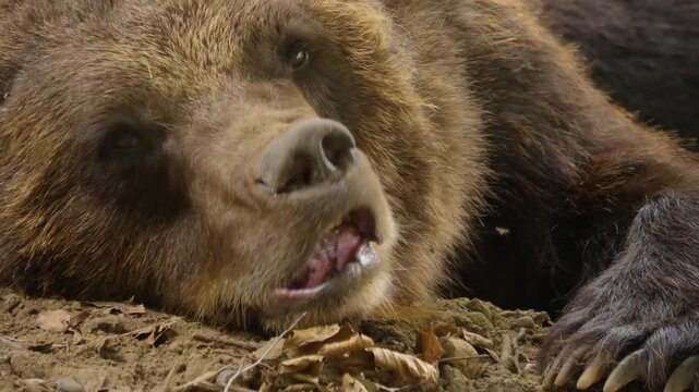 Close up of a brown bear resting his head on a rock and moving and wiggling his nose on a sunny spring day