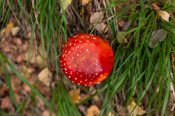 Poisonous Amanita muscaria mushroom bright red with white spotted cap. Natural habitat forest grass. Detailed close up. Fairytale mysterious atmosphere.