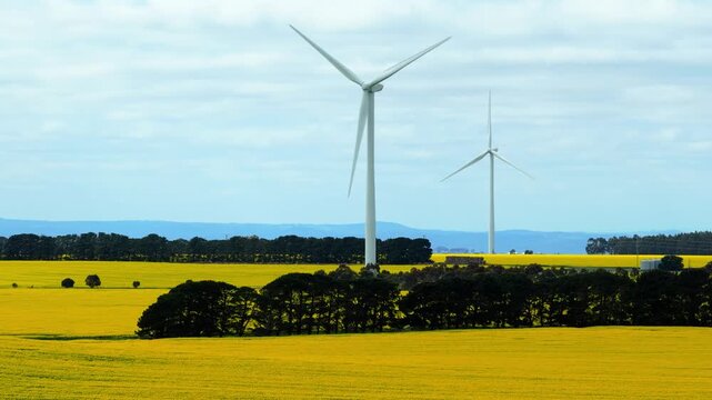 Wind turbines stand in a vibrant yellow flower field, showcasing harmony