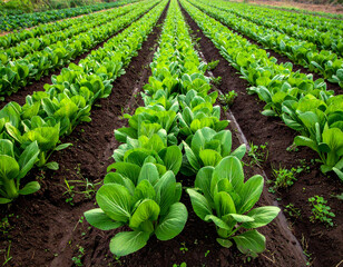 Lush Rows of Bok Choy in a Vibrant Agricultural Field, Cultivated Land.