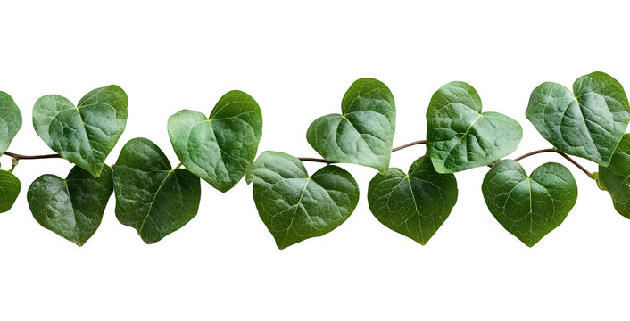 Heart Shaped Green Leaves on transparent background