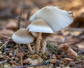 Hongos