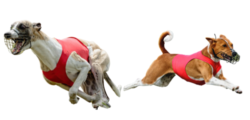 Two racing dogs run with speed, wearing red coats and muzzles, captured in a burst of energy, demonstrating agility and competitive spirit