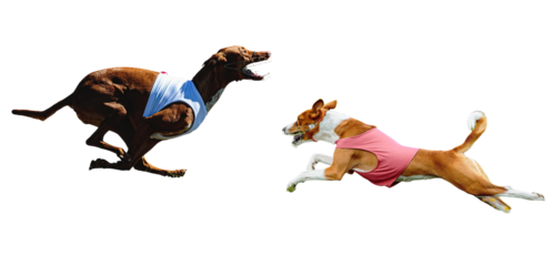 Two dogs in full sprint compete wearing racing apparel, action shot capturing the thrill of competition and canine athleticism, showing speed and energy