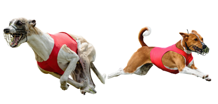 Two racing dogs run with speed, wearing red coats and muzzles, captured in a burst of energy, demonstrating agility and competitive spirit
