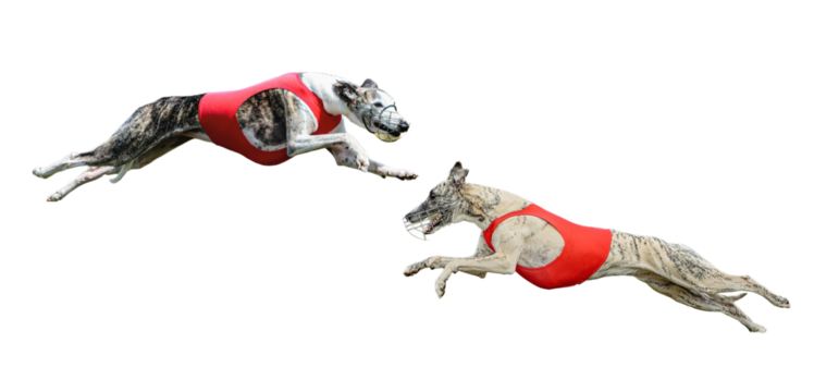 Two athletic greyhounds racing at top speed in red vests and muzzles, showcasing agility, power, and determination for sports, competition, and pet themes